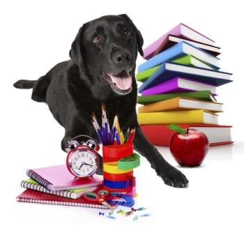 Jet with a pile of colorful books, an apple, note books and stationary 