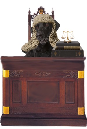 An image of Jet in a Judges wig sitting behind a desk with scales and law books on it