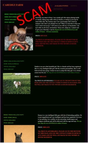 screen shot of fake puppy website 