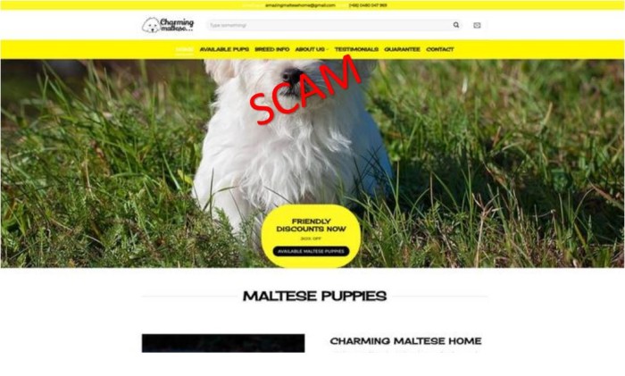 charmingmaltese.com - home