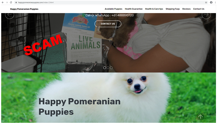 screenshot of fake puppy website