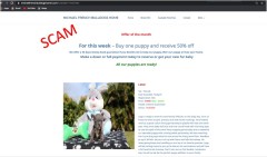 Screenshot of fake french bulldog website