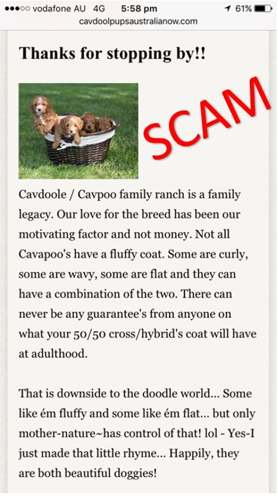 CavoodleAug17scam2