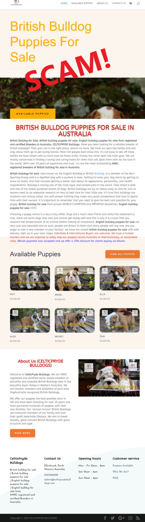 2023Feb-Puppy Scam - celticprydebulldogs