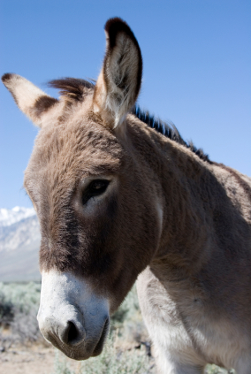  A mule looking sideways against a blue sky 