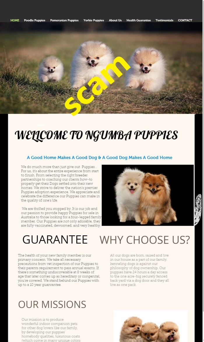 ngumba-puppies-Home-20210323