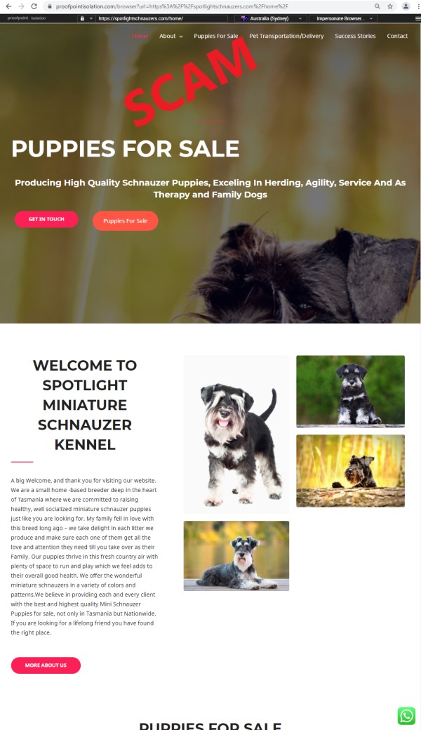 20210721 - Puppy scam - spotlightschnauzers