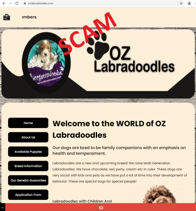 20210512 - ozlabradoodles