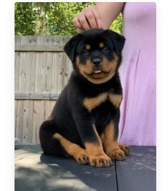 small black and brown puppy