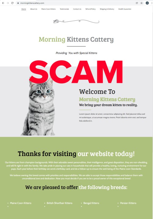 morningkittenscattery.com - home