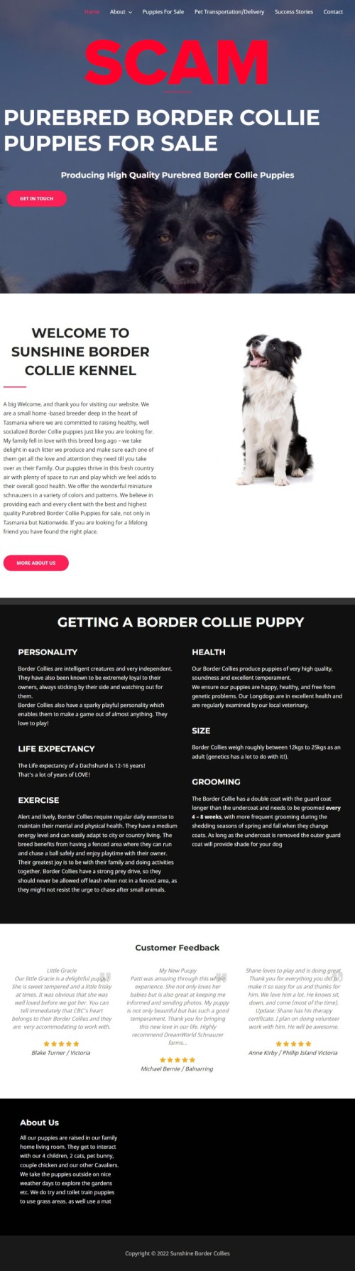 sunshinebordercollie.com - Home