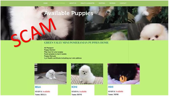 greenvallypomeranianpuppies.com - home2