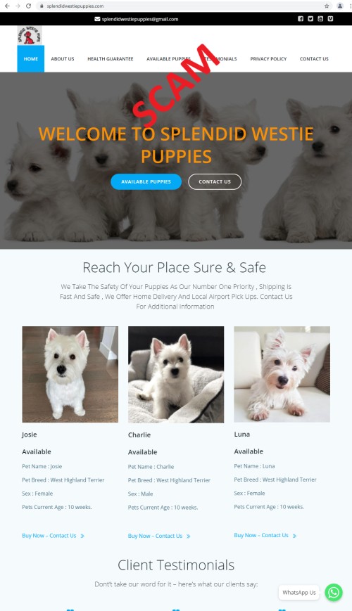 20210526 - splendidwestiepuppies