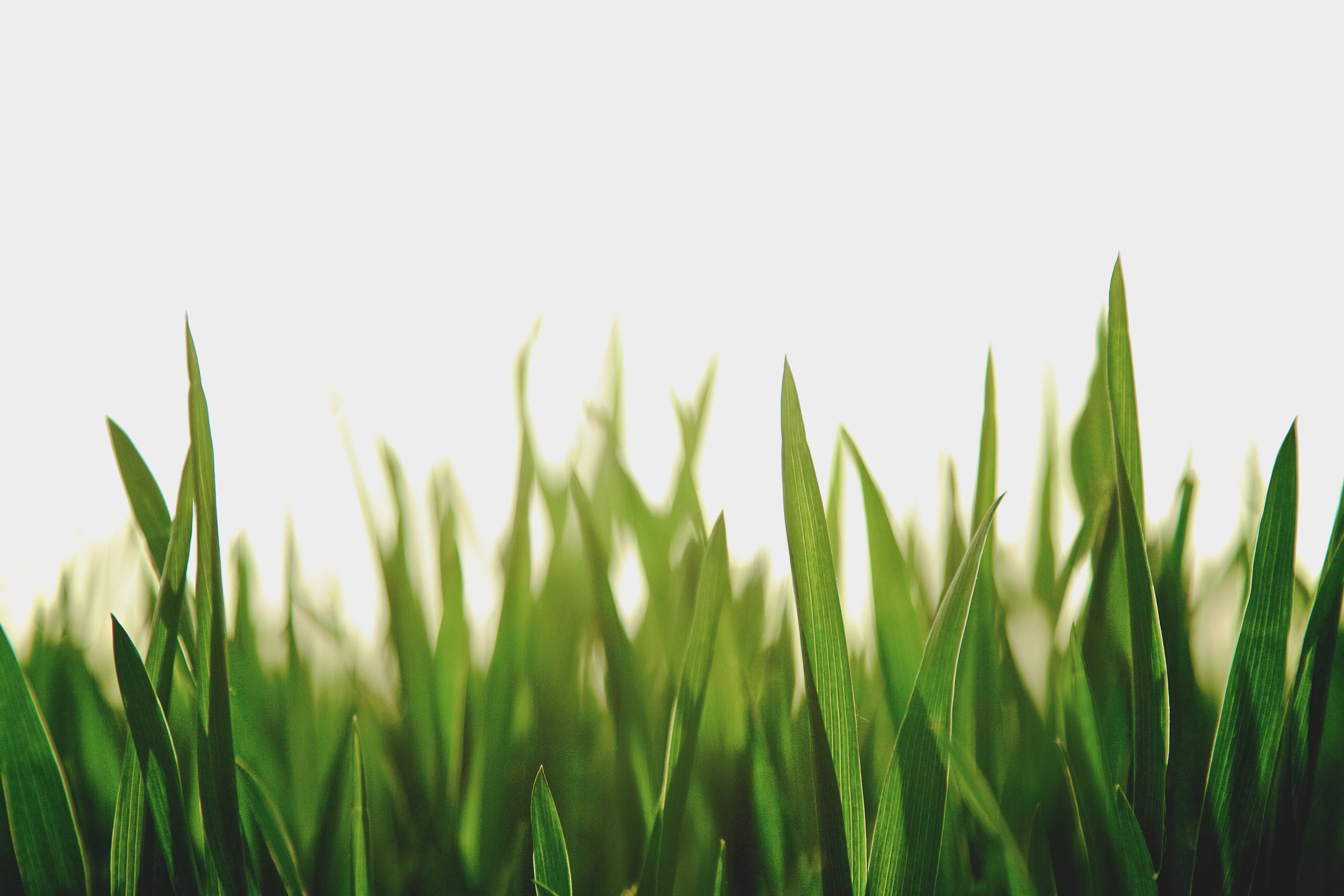 Overpayment scam targets turf companies