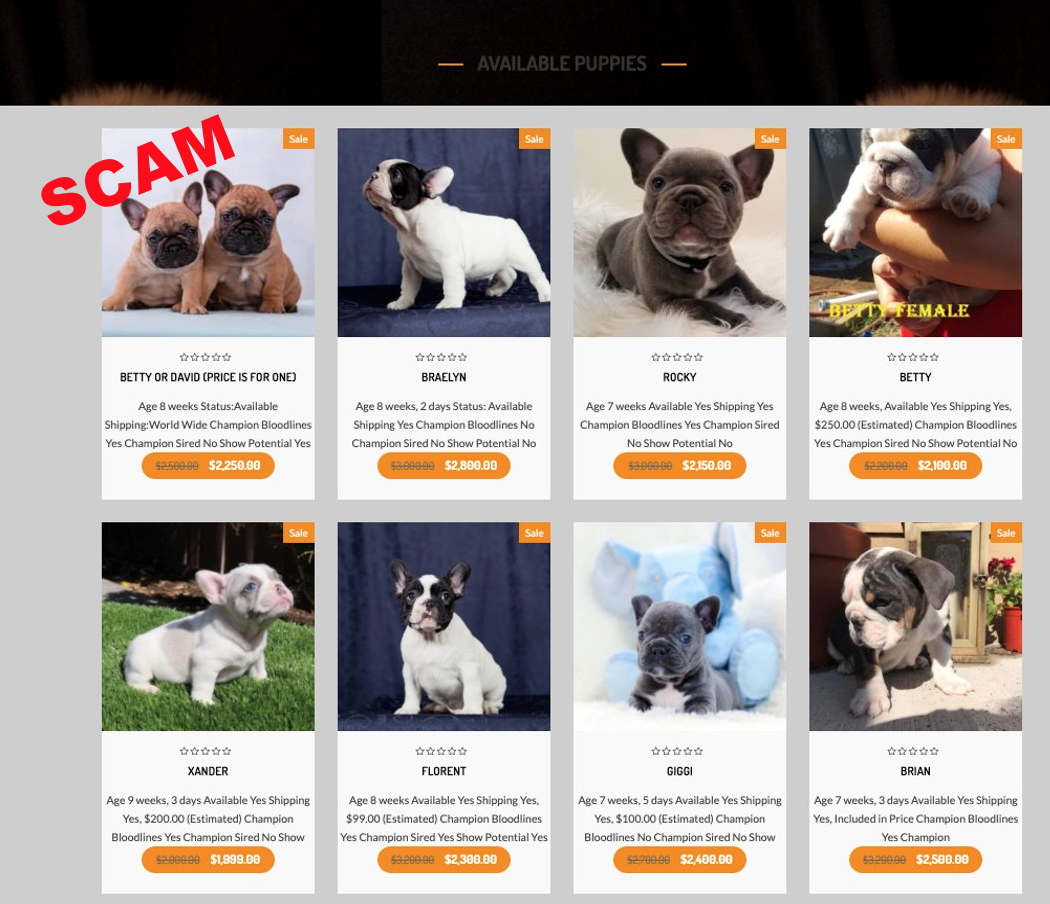 image of fake online puppy website