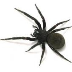 A black spider on a white background