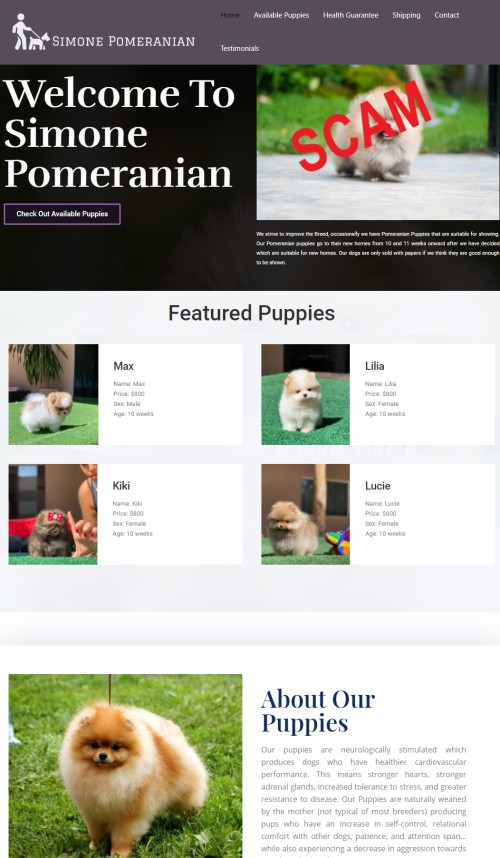 20210809 - Puppy scam - simonepomeranianpuppies