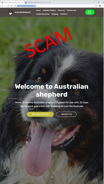 Australianshepherdsforsale