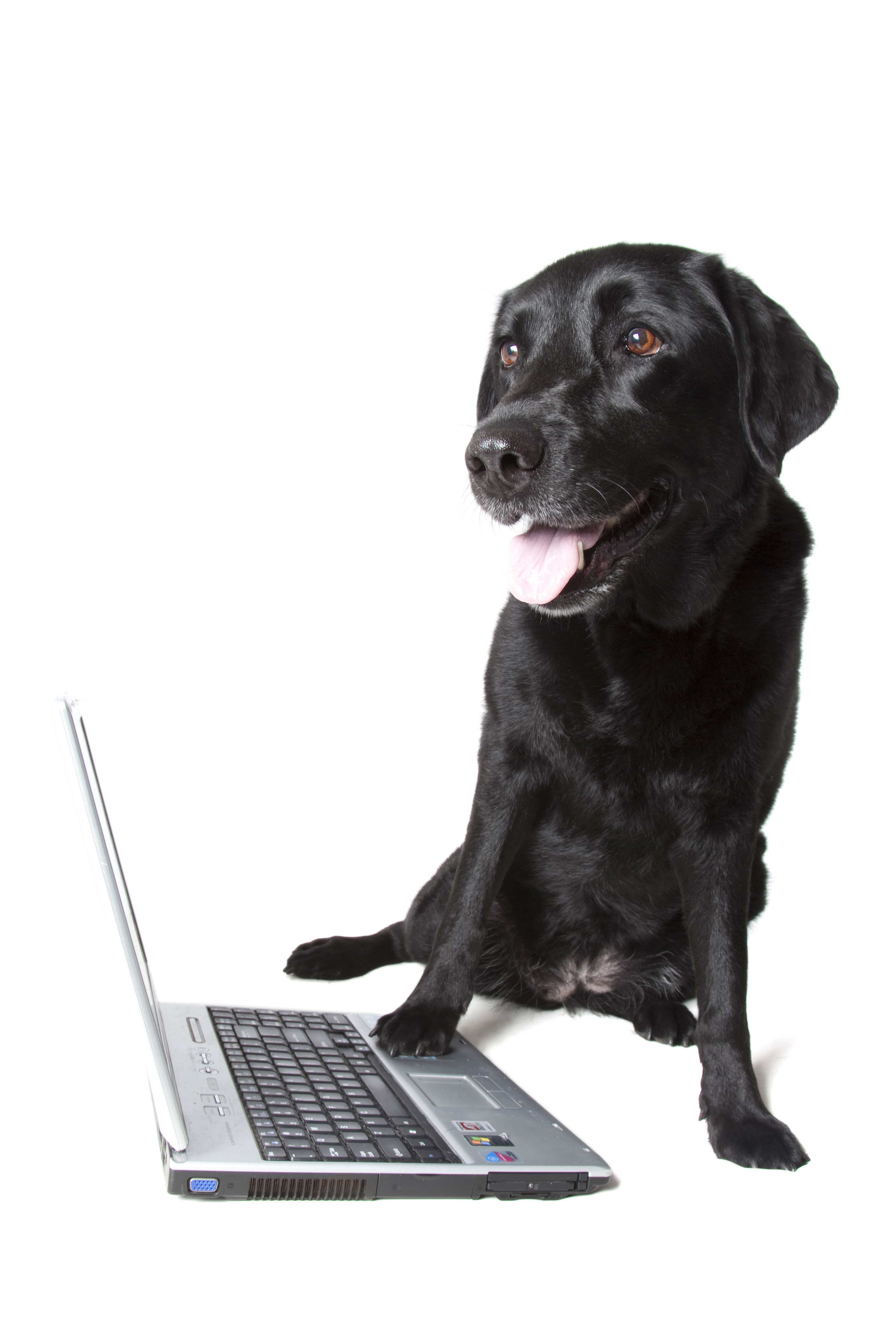 Jet with her paw on a silver laptop