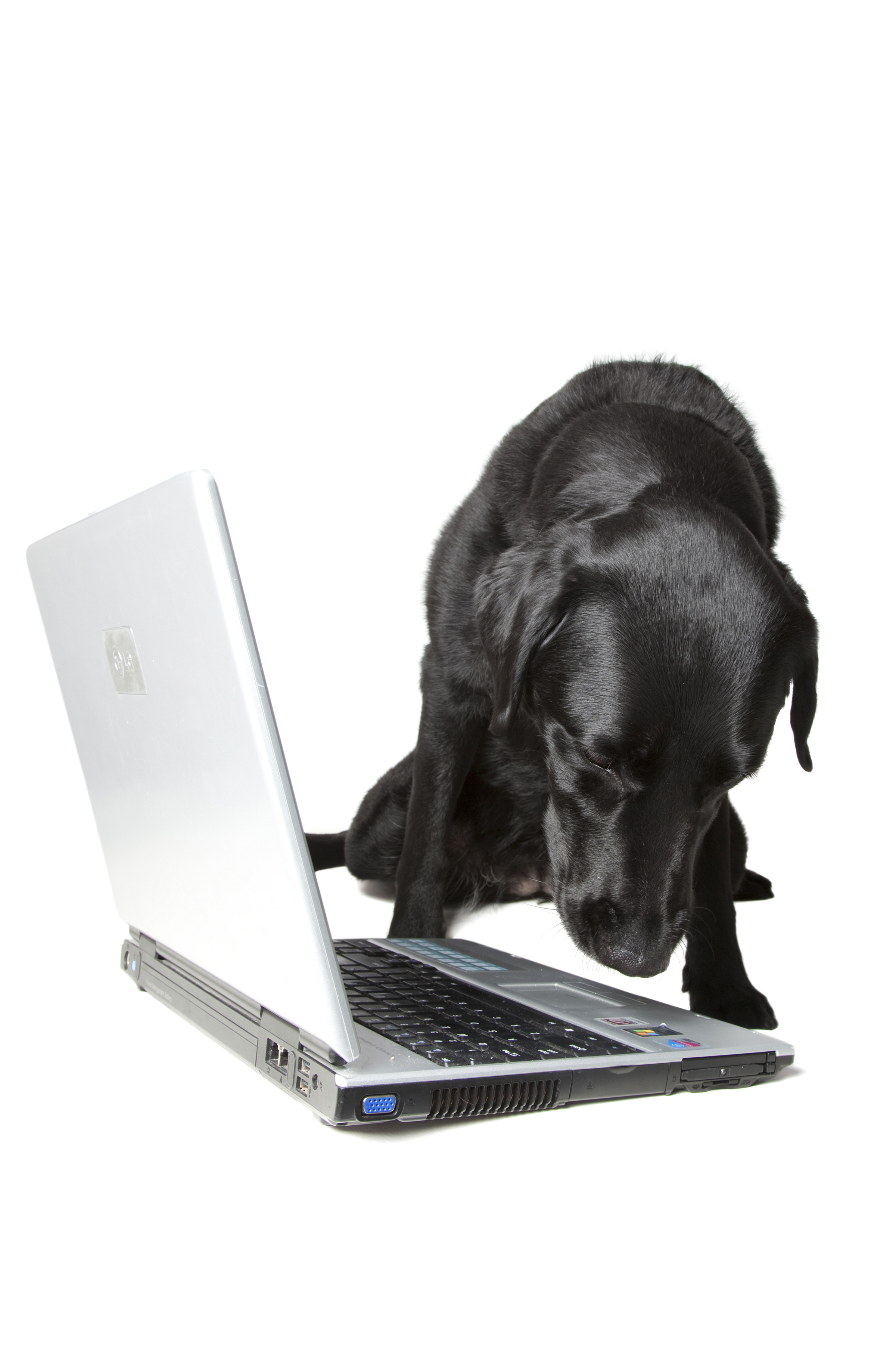 Jet looking at the keyboard of a silver laptop