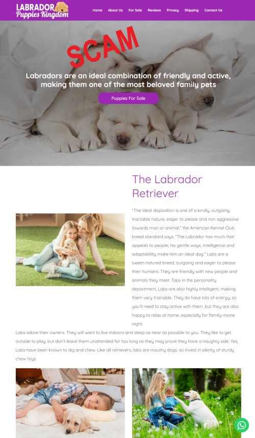 20210722 - Puppy scam - labradorpuppieskingdom