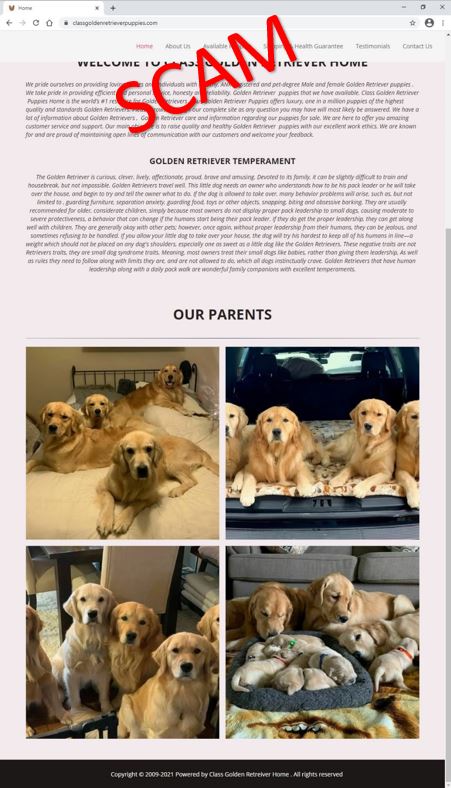 classgoldenretrieverhome - Home2