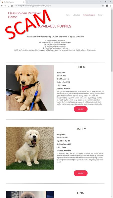 classgoldenretrieverhome - Available puppies