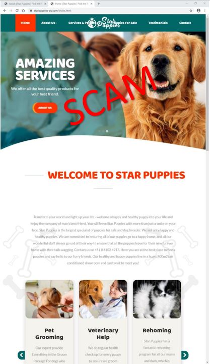 starpuppies.com - home