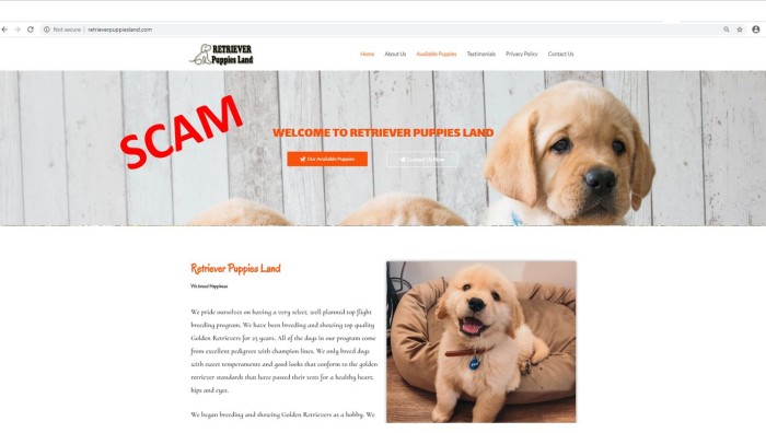 screenshot of fake puppy website