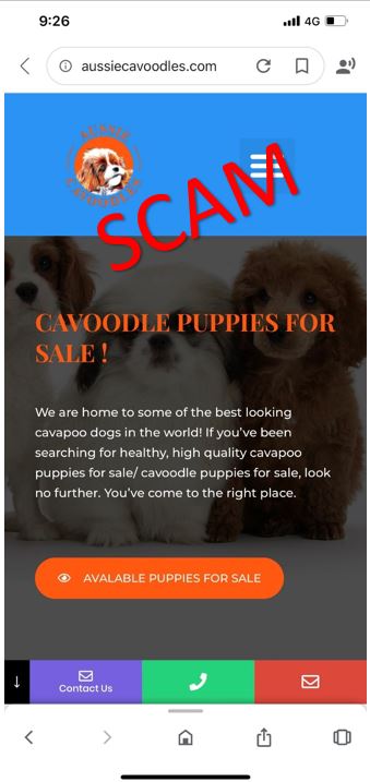 aussiecavoodles.com - home
