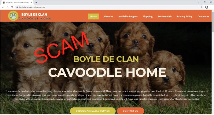 Boyledeclancavoodlehome-Home