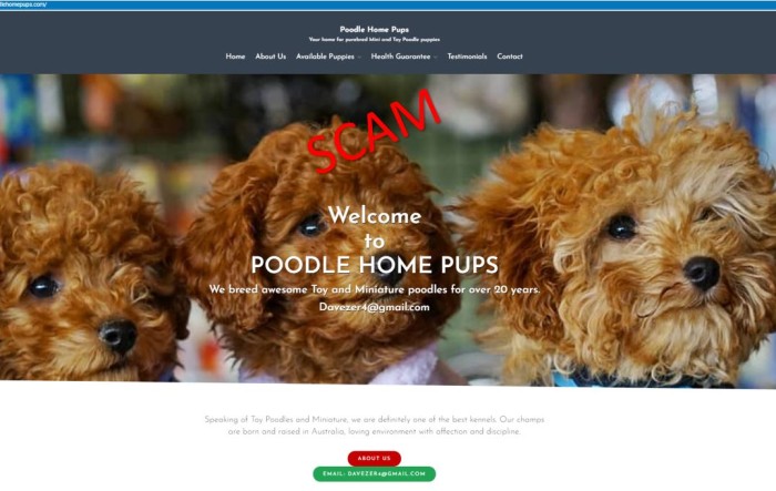 poodlehomepups.com- home