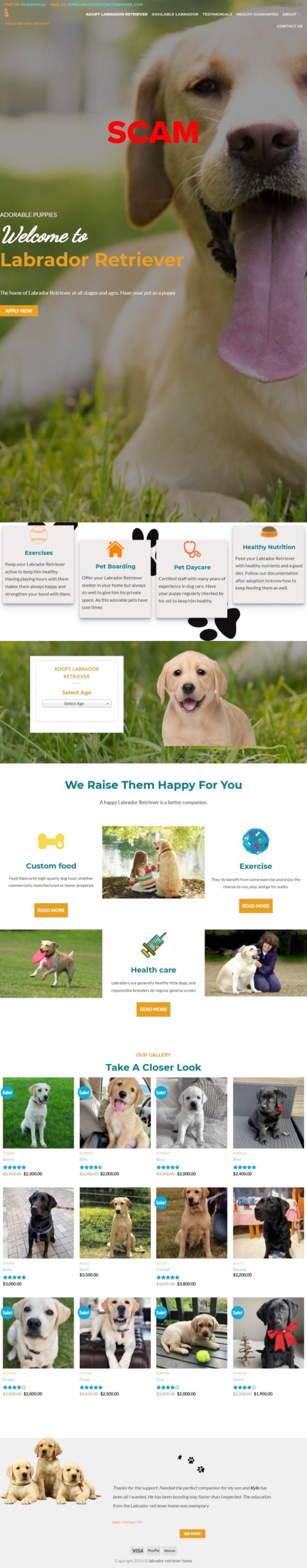 labradorretrieverhome.com - Home