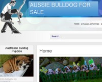 bulldog website aussie bulldogs