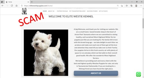 elitewestiepuppies - about