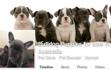 Facebook puppy scams