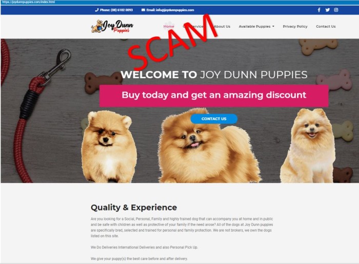 joydunnpuppies.com - home