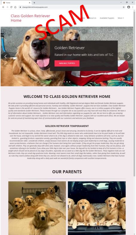 classgoldenretrieverhome - Home