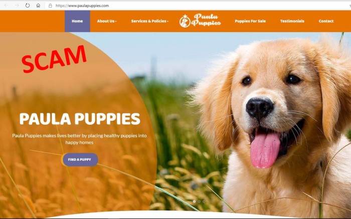 screenshot of fake puppy website