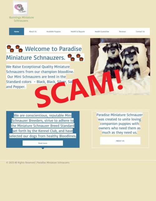 20221220 - Puppy Scam - paradiseminischnauzer