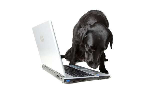 Computer-dog