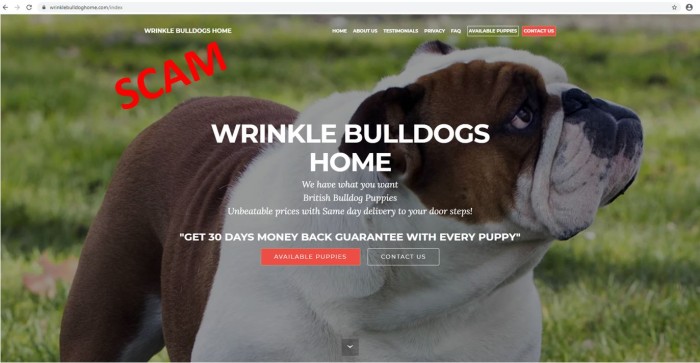 screenshot of fake puppy website