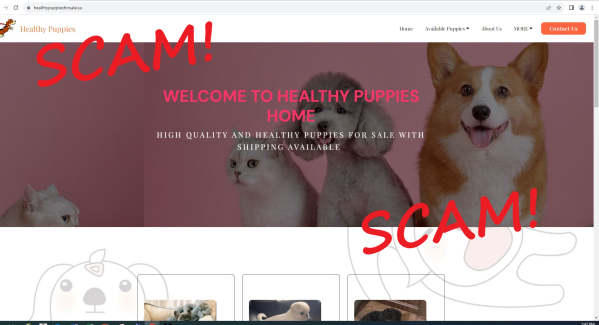 202308HealthyPuppiesforsale