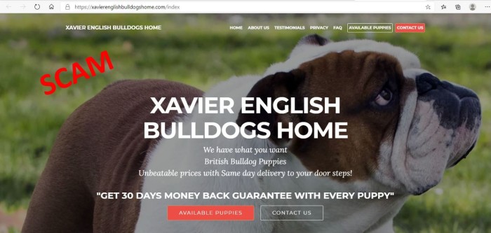 screenshot of fake puppy website