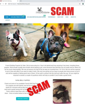 home page of fake french and british bulldog site