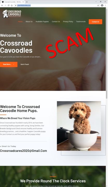 greenfielddoodles.com - Crossroad Cavoodles - Home