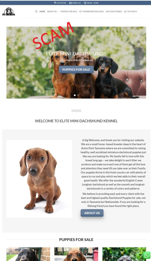 20210311 - eliteminidachshunds