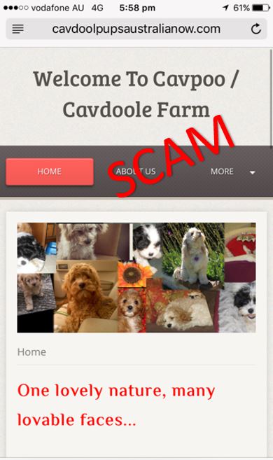 Cavoodle puppy scam