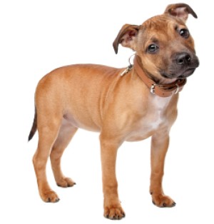 Tan staffy puppy standing