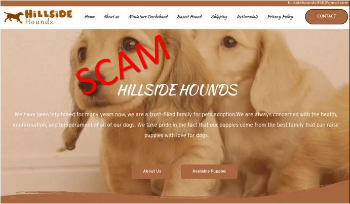 hillsidehounds.com - home